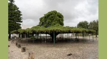 شجرة برتغالية تنافس بقوة على لقب أفضل شجرة في قارة أوروبا